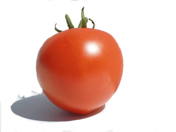 organic Tomato grower